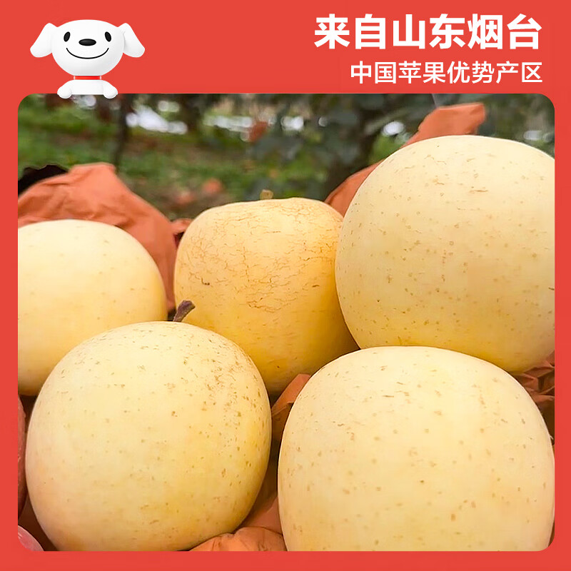 Beijing Fresh Shandong Cream Fuji Apple Net Weight 5 Jin Single Fruit 170g Fresh Fruit Directly from the Source with Free Shipping