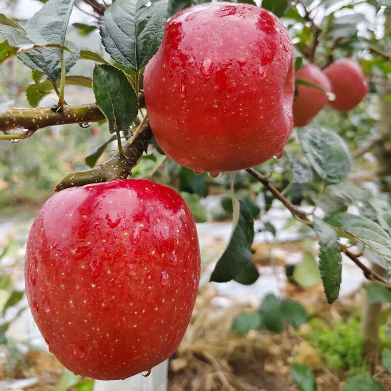 Western Region Meinong high-end daphne red apple picked after frost, crisp, sweet and juicy single fruit 150-174g gift box 12 pieces straight from the source