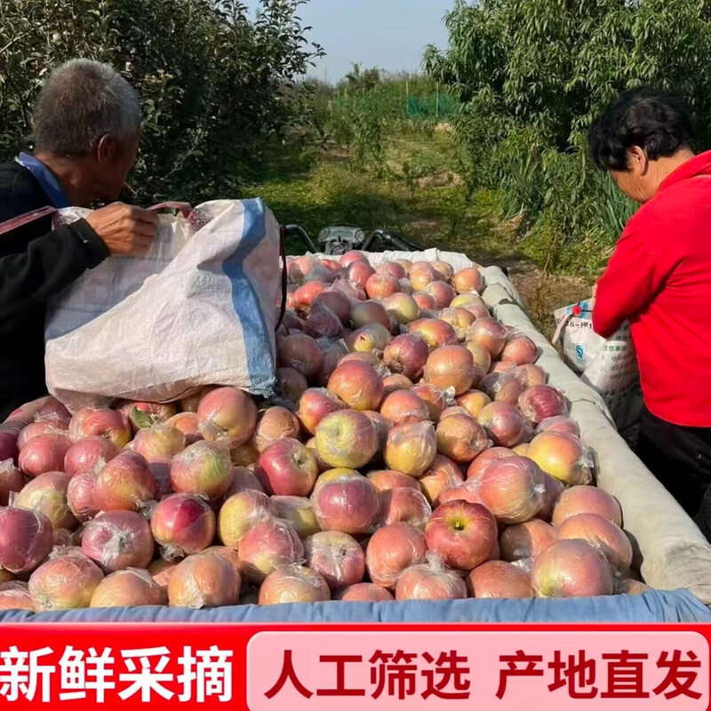 Fuji Apple Crisp and Sweet Shanxi Red Fuji Yuncheng Apple Linyi Fuji Film Bag Red Fuji Crisp, Sweet and Juicy (70mm+) With Box 1 Jin Net Weight 0.8