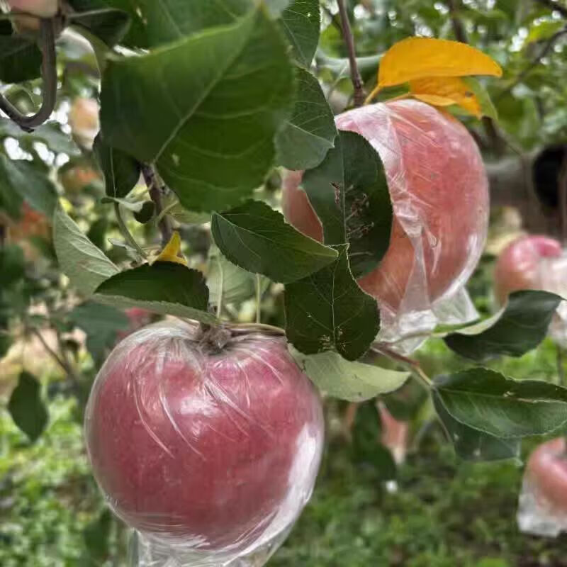 Fuji Apple Crisp and Sweet Shanxi Red Fuji Yuncheng Apple Linyi Fuji Film Bag Red Fuji Crisp, Sweet and Juicy (70mm+) With Box 1 Jin Net Weight 0.8