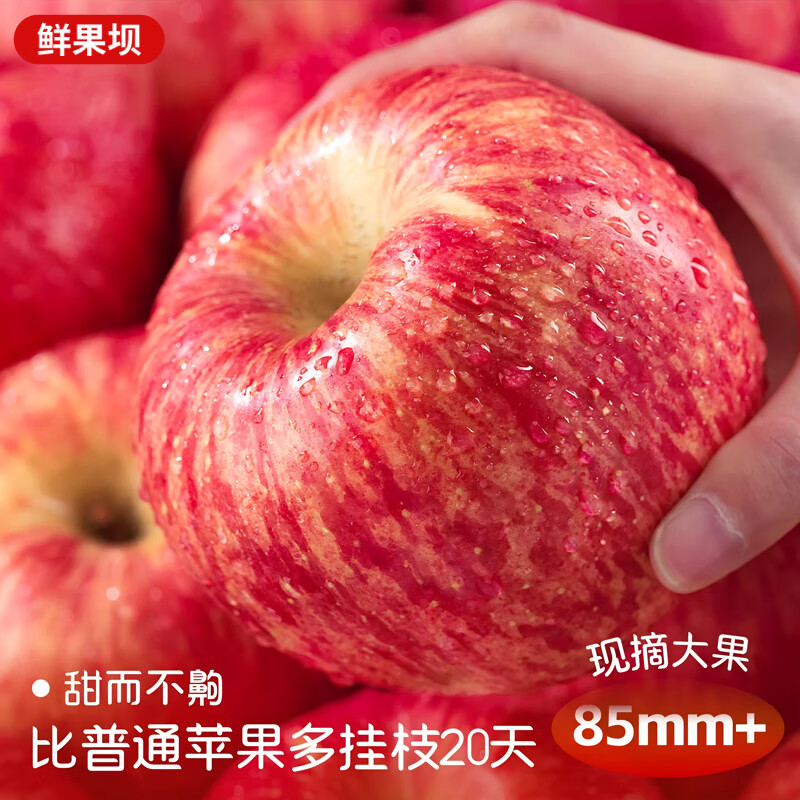 Jingdi Dalochuan Apple Red Fuji Apple Shaanxi Fruit New Year Gift Box 12 Extra Large Fruits 7 Jin 85mm + Straight from the Source