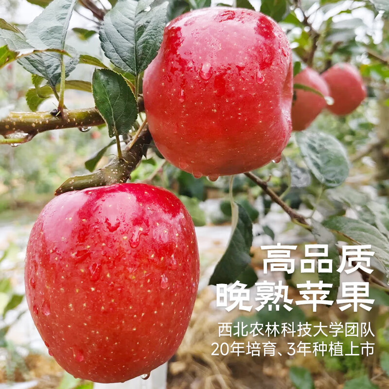 Western Region Meinong high-end daphne red apple picked after frost, crisp, sweet and juicy single fruit 150-174g gift box 12 pieces straight from the source