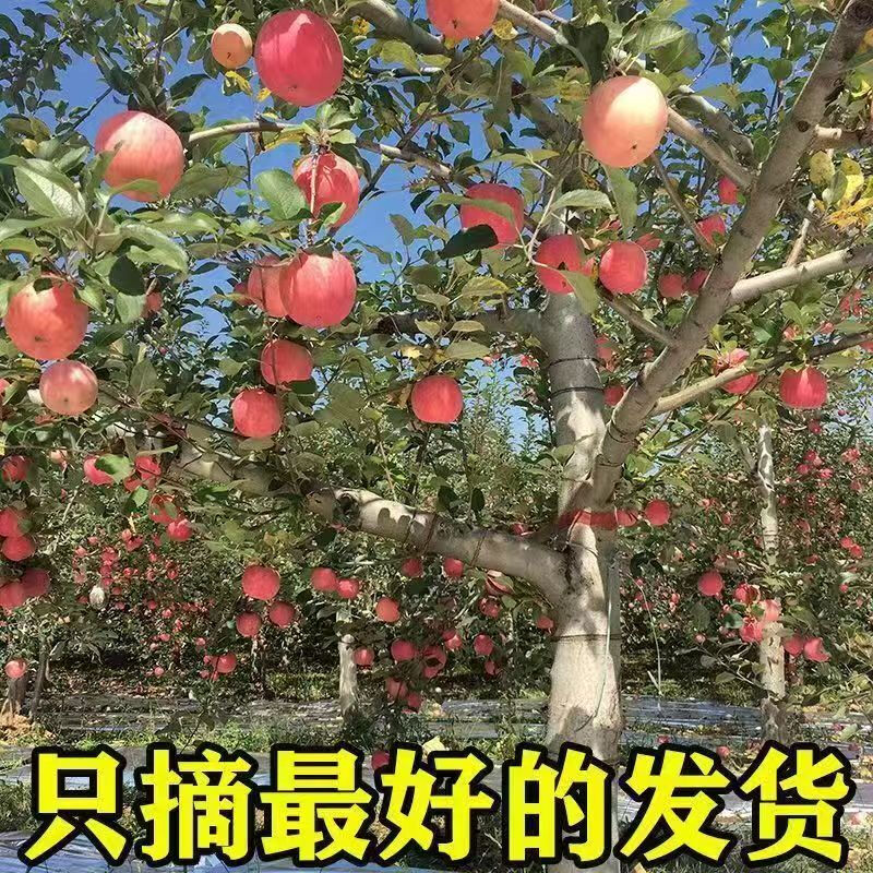 Shaanxi Luochuan Red Fuji Apple Crisp, Sweet and Fresh Full Box Fresh and Seasonal Box 10 Jin Net Weight 9 Jin 80mm