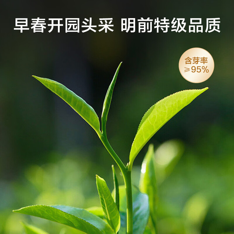 Made in Tokyo 2025 new tea special grade Xinyang Maojian 100g Lixiang Mingqian bud leaf green tea self-operated gift giving
