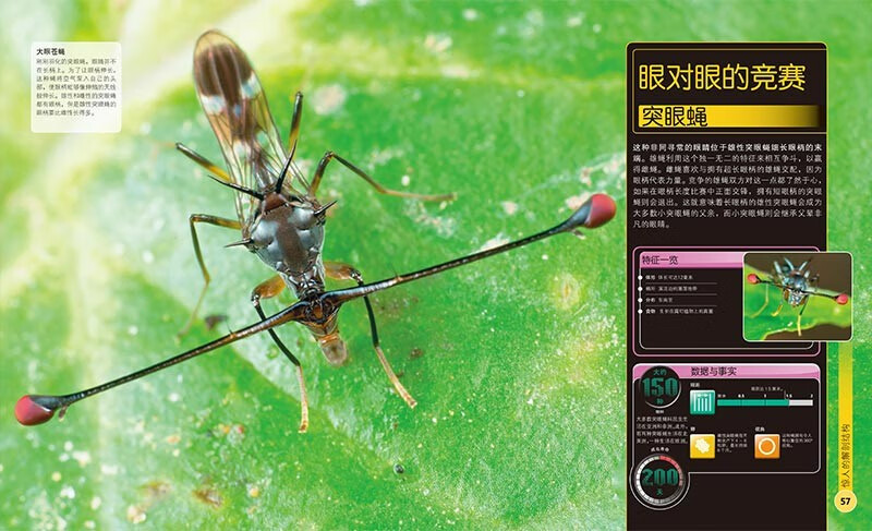 DK Children's Extreme Encyclopedia of Insects Hardcover Genuine Encyclopedia of Insects Popular Science Encyclopedia Books for Primary School Students 6-12 Years Old Beetles, Butterflies and Ants Illustrated Book Introduction to Nature Observation for Children