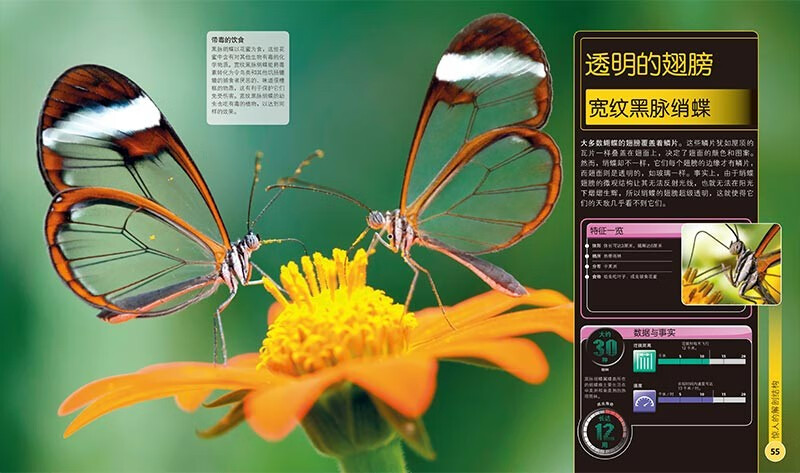 DK Children's Extreme Encyclopedia of Insects Hardcover Genuine Encyclopedia of Insects Popular Science Encyclopedia Books for Primary School Students 6-12 Years Old Beetles, Butterflies and Ants Illustrated Book Introduction to Nature Observation for Children