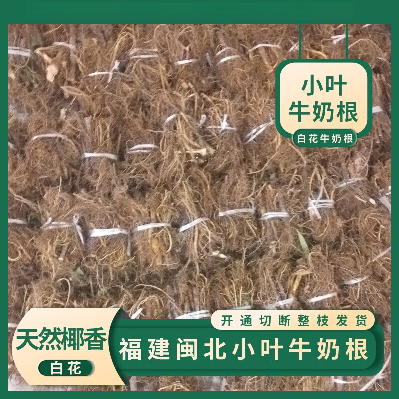 Rumored Jinfang Fujian small leaf milk root 500g freshly dug and shipped naturally dried Fujian Songxi milk root 100g fresh 500g