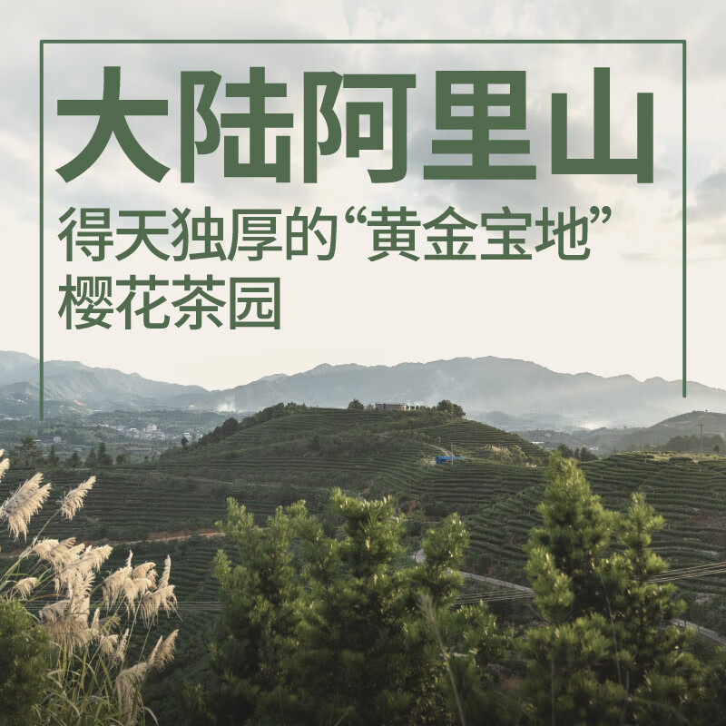 Xiuzhe Oolong Tea Taiwan Alpine Frozen Top Strong Fragrance Special 256g Gift Box Tea Pesticide-Free 128g*2 Boxes