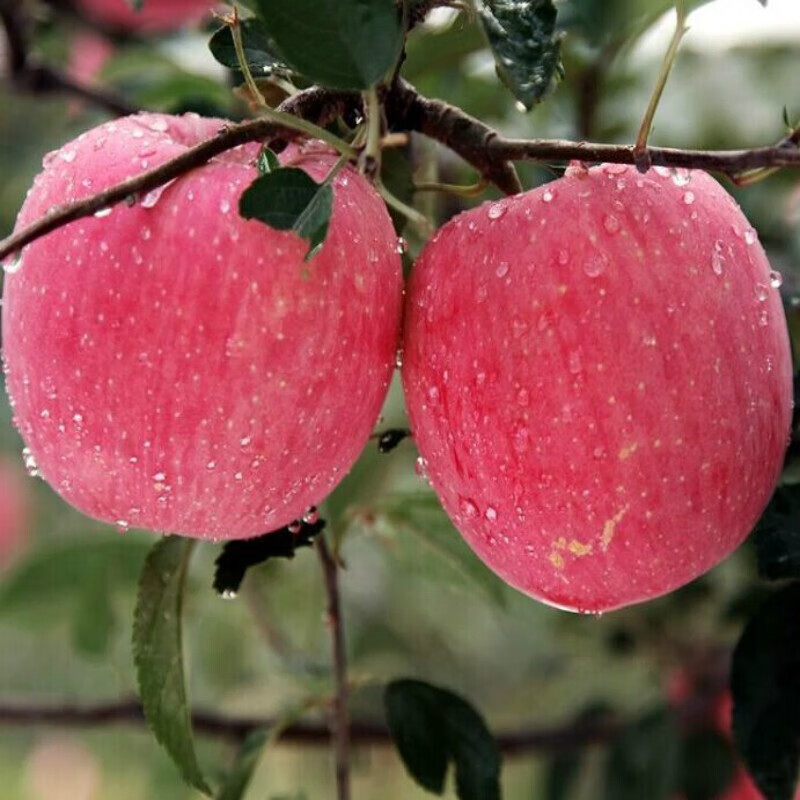 Longyuan Red SF Home Jingning Apple Gansu Red Fuji Fruit Apple High-end Gift Box Directly from Source Free Shipping 12 Pieces 85 High-end Gift Box