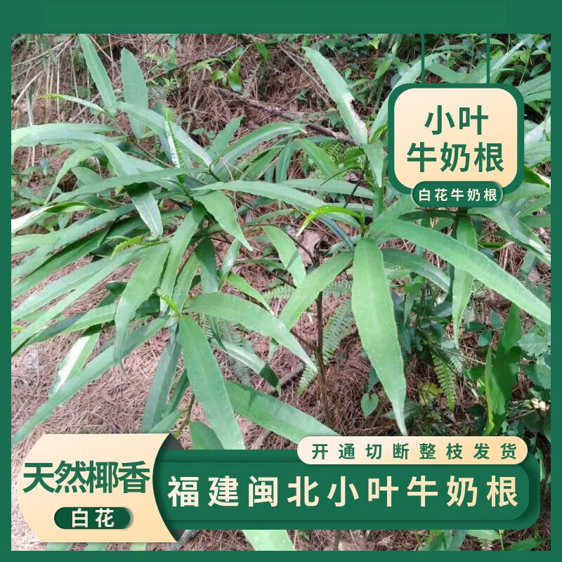 Rumored Jinfang Fujian small leaf milk root 500g freshly dug and shipped naturally dried Fujian Songxi milk root 100g fresh 500g