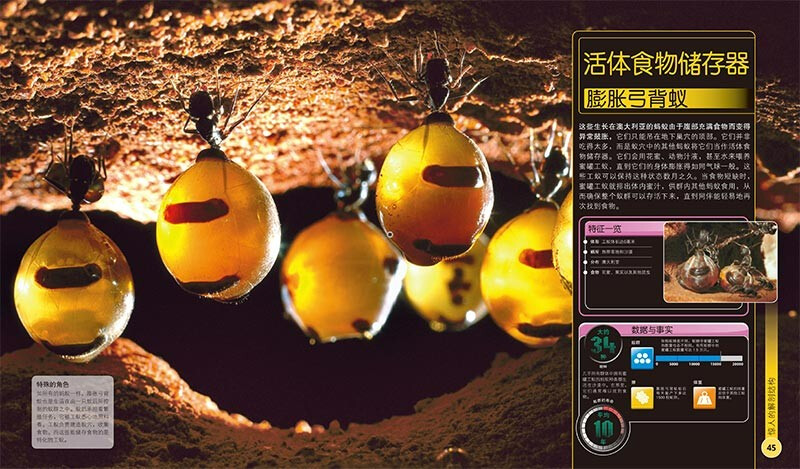 DK Children's Extreme Encyclopedia of Insects Hardcover Genuine Encyclopedia of Insects Popular Science Encyclopedia Books for Primary School Students 6-12 Years Old Beetles, Butterflies and Ants Illustrated Book Introduction to Nature Observation for Children