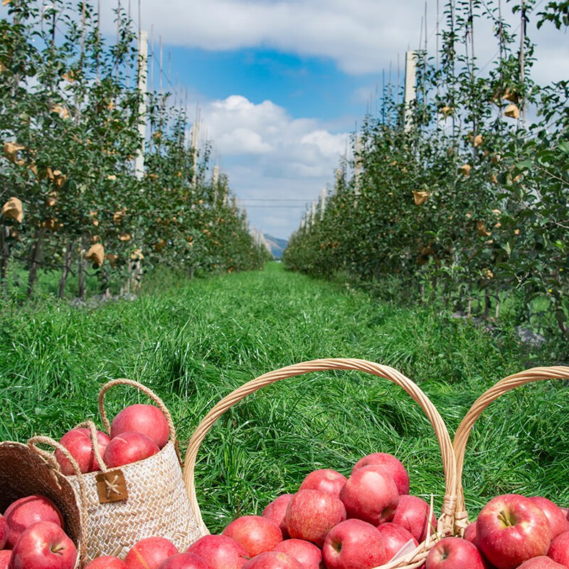 Demeiguo fresh fruit Jingning red Fuji apple 24 pieces selected gift box 10/12 catties gift box 80 mm diameter 24 pieces gift box