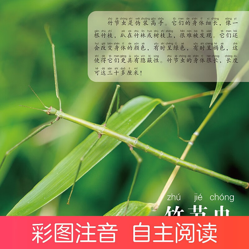 Recognize insects and see the world through children's eyes. Children aged 0-3-6-9 look at pictures and recognize objects. Encyclopedia of cognition