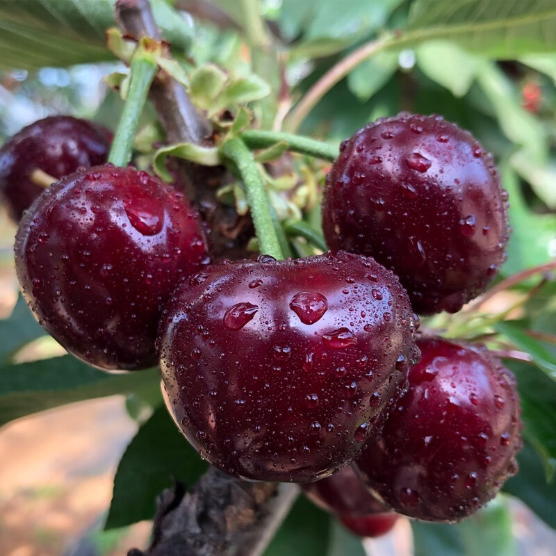 Spot Meizao large cherries fresh Chilean imported cherries fruit seasonal gift box for pregnant women 2500g (net weight) Fruit King 4J32-34mm