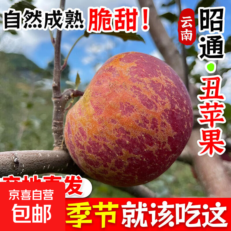 Authentic Yunnan Zhaotong Rock Candy Heart-Ugly Apple Fresh Fruit Zhaotong Apple Seasonal Crisp Sweet Fruit Origin Straight Hair 5 Jin 80-85mm Large Fruit l High Cost Performance