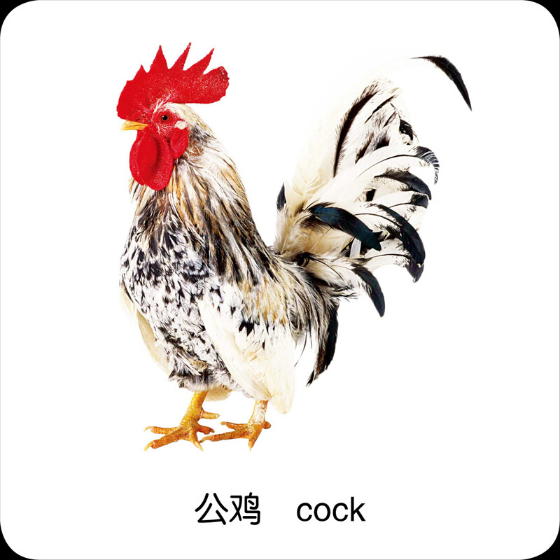 Baby Cognition Card Animal Card (two versions randomly issued) 0-3 year old infant early education color card 0-3 year old baby can not tear infant and toddler early education card scientific enlightenment baby cognitive knowledge card infant and toddler enlightenment book cognitive card