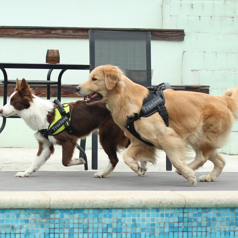 TRUELOVE pet explosion-proof dog harness dog walking harness small, medium and large dog golden retriever German Shepherd Teddy TLH5753 black M bust 58-76cm recommended weight 14-25 kg