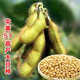 Wangyuanxing 57 soybean seeds soybean seeds high-yielding soybean seeds large disease-resistant domestic soybean seed base 20Jin Jin equal to 0.5kg original National Approval Zhongyang 57