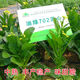 Guangzhou Qiannong Academy of Agricultural Sciences Youlu 702 cabbage heart vegetable seeds autumn winter spring high yield beet core seeds Youlu 70 days cabbage heart 200g medium mature pointed leaves 1 bag