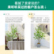 Flower e-flow simulation hanging bell tree horse drunken wood plant clothing store bionic fake green plant decoration potted indoor living room floor-standing ornaments 1.6m single pole + cement basin
