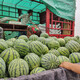 Shouhe crunchy type 8424 watermelon seeds, early mature, thin-skinned, summer and autumn seeds, 8424 watermelon seeds, 40 seeds + 20 seedlings