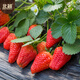 Beishu red strawberry seeds seedlings four seasons potted balcony indoor courtyard fruit seeds cream strawberry seeds 1000 capsules
