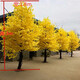 Hua e flow large simulation ginkgo tree simulation tree wedding restaurant hotel interior decoration golden wishing tree props tree fake tree (round) 2 meters high and 2 meters wide