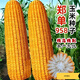 Suiyiman Zhengdan 958 corn seed high yield short stem lodging resistant corn seed big stick Sichuan Shandong good corn Zhengdan 958 four Jin Jin is equal to 0.5 kg / one bag