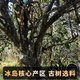 滇聘号冰岛普洱茶熟茶十年以上宫廷熟普云南七子饼古树茶叶礼盒送礼357g