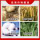 Yue Lian Shanghai Yue Lian 75% gibberellic acid gibberellin 920 growth regulator seedling production early flowering seedless 1g*2000 bags/box