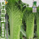 
Tianjin Daqingheat Green Leaf Cabbage Seeds, Autumn vegetables with high yield and disease resistance, Chinese cabbage seeds, high tubes, old cabbage, new seeds, Tianjin Qingheat Leaf Seeds [Recommended] Selected 10 packs, about 15,888 pills