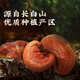 
Lei Yun Shang Breaking Wall Ganoderma Lucidum Spore Powder Changbaishan Red Ganoderma Lucidum Powder Enhances Immunity Health Supplements for Adults and Middle-aged and Elderly [Massage Package] Spore Powder Gift Box 50g*2 Box