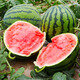 Shouhe watermelon seed seedlings Kirin 8424 thin-skinned large melon super sweet fruit seeds Weifeng Crunchy 8424 seeds 40 capsules