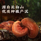 雷允上【官方】破壁灵芝孢子粉4g 吉林长白山灵芝袍子粉 增强免疫力