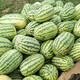Shouhe Lazy Man Watermelon Seed Lazy Man King Melon Extra Large Spring No Pruning Lazy Man Fruit Seedling Southern Sweet Shouhe Jincheng No. 5 Watermelon Seed 50 capsules/bag
