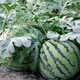 Syngenta super sweet gift watermelon seeds MiTong watermelon seeds super crack-resistant seedless watermelon seeds MoTong watermelon seeds 200 original