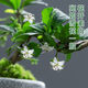 Fujian Tea Posse Plant Floating Branches Green Plantes intérieures Plante de pot Falai