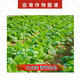 Guoguang Tiandu 8% Aminobutyl Acetyl Acetate Growth Regulator for Chinese Cabbage 200g*1 Bag
