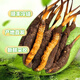 Cordyceps frais Sinensis Verrouillage sous vide Emballage frais Sf Express Chaîne froide Origine directe des cheveux directs Big Gras