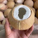 SF Thai Coconut King, freshly imported coconuts, fresh seasonal fruits, 5 pieces, each about 400g