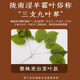 Yang Yijun Cistanche Bloqueo Yang Epimedium Combinación 1020g Cuscuta Epimedium Lycium Berry Cistanche Bloqueo Té de hombre Yang para nutrir Polygonatum Schizandra Chinensis Medicinal 1020G