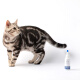 Pet Lucky Pet Eye Cleanser 60ml Cat and Dog Eye Drops for Crying Red Eyes, Dry Eyes, Minor Eye Cleansing and Eye Drops