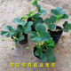 Strawberry seedlings shipped from original soil, blooming and big fruit, cream strawberry seedlings for four seasons, wholesale of current year fruit plug seedlings, 12 cream strawberries, shipped from original soil + fertilizer