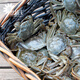 [Gift Certificate] Crab Head Crab Gift Card Crab Collection Coupon Crab Card Exchange Coupon Pickup Card Hairy Crab Voucher Type 698 Full Female Crab 2.0 Two Pack 8