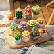 Fermi compatible LEGO children's assembled building blocks toys for boys and girls Chinese Valentine's Day gift succulent - Snowball S2266