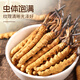 
Yuanjiang grass Cordyceps Cordyceps King 2-3 roots/g10g 25~30 roots Cordyceps gift box for elders and parents