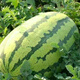 NONGZHIZI Xinong No. 8 Watermelon Seeds Large Watermelon Extra Large Fruit and Vegetable Seeds Suitable for the South Authentic Xinong No. 8 Watermelon Seeds 30 capsules x 5/medium ripe
