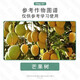 Guoguang Zhenkongfu 25% paclobutrazol suspension fruit tree shoot control chlormequat plant growth regulator 1000g* 1000g*1 bottle