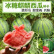 Big and sweet 8424 Kirin seeded watermelon seeds, extra large four-season vegetable and fruit seeds, original, about 250 pieces, affordable 989# rock sugar Kirin 8424 watermelon seeds