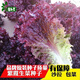 Peacock seeds are crispy, sweet and highly nutritious when eaten raw. Four-season Roma upright lettuce seeds are potted balcony vegetable seeds. Salad purple leaf lettuce seeds are packed in a pack of 1500.
